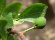 Daños de anarsia de 1ª generación en ciruelo