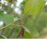 Daños de anarsia en brote terminal de ciruelo