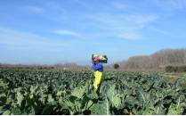 Coliflor de Calahorra 5