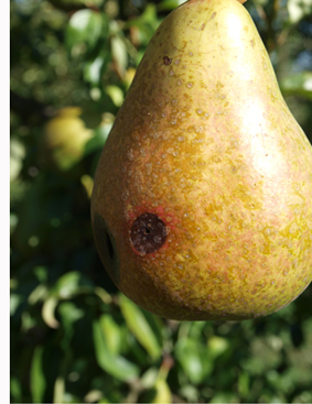 Pera afectada de mancha negra