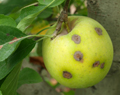 Manzana con moteado
