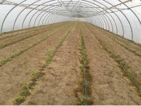 Campo de tomates en Logroño