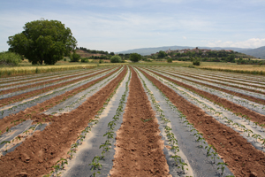 Plantación de pimiento Najerano