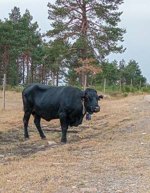 Ciclo completo de producción ecológica ganadera_p