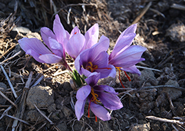 azafrán 2_san román