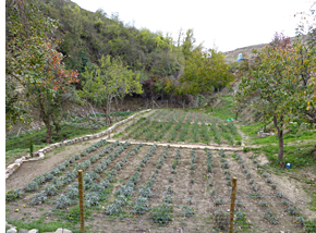 Huerto con plantas aromáticas