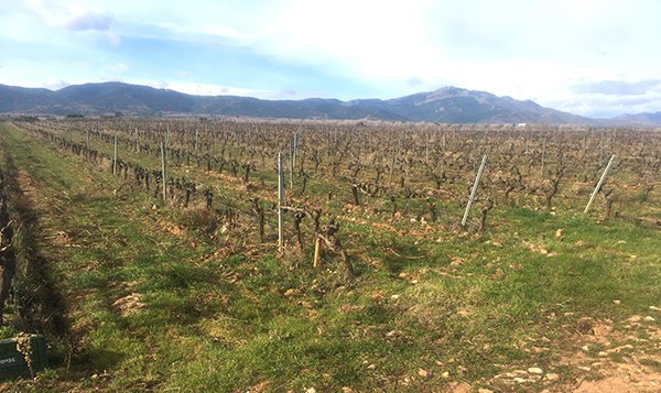 11 pastoreo racional viñedo