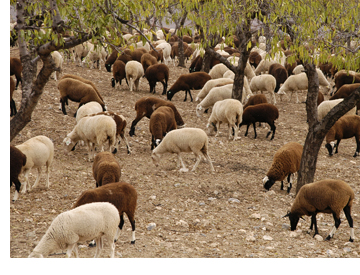 Ovejas pastando en almendros