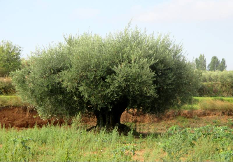 olivo centenario