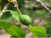 Daños de anarsia en 1ª generación en ciruelo