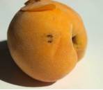 Larva de anarsia en melocotón junto a orificio de pentración