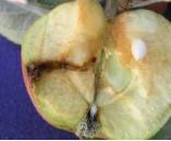 Larva de carpocapsa en fruto, daños