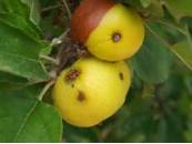 Daños Carpocapsa en manzano