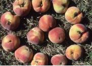 Daños en melocotón por grafolita