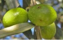 Perforaciones en fruto debido a la mosca