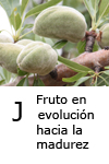 Estado fenológico J fruto en evolución madurez