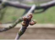 Cerezo Estado Fenológico B