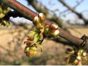 Cerezo Estado Fenológico D