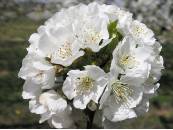 Cerezo Estado Fenológico F