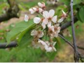 Cerezo Estado Fenológico G