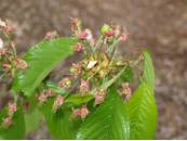 Cerezo Estado Fenológico I