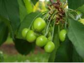 Cerezo Estado Fenológico J