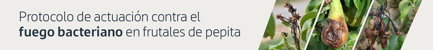 Banner fuego bacteriano_