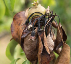 Peral afectado de fuego bacteriano