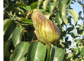 Pera con síntomas de fuego bacteriano