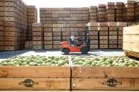 Pera Conferencia DOP Rincon de Soto 4