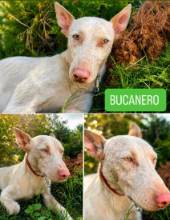Bucanero 02