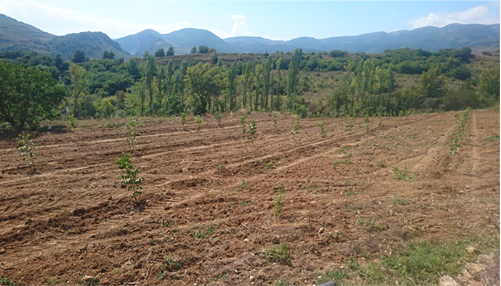 6_Nogal alta densidad