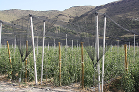 foto 10 TOMATE BAJO MALLA ANTIGRANIZO