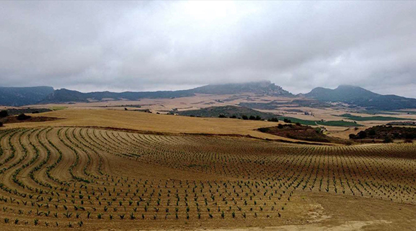 10_ Viñedo en línea clave