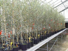 Olivos de variedad empeltre