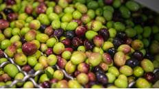 DOP Aceite de La Rioja