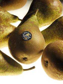 Pera Conferencia DOP Rincón de Soto 2