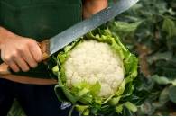 Coliflor de Calahorra 2