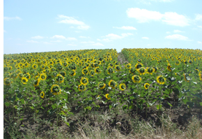 Girasoles