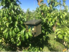 12 CD30 Cajas nido cubiertas vegetales