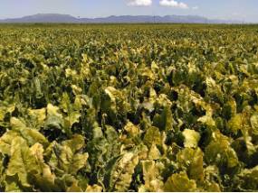 8_Remolacha-alternativas neonicotinoides-