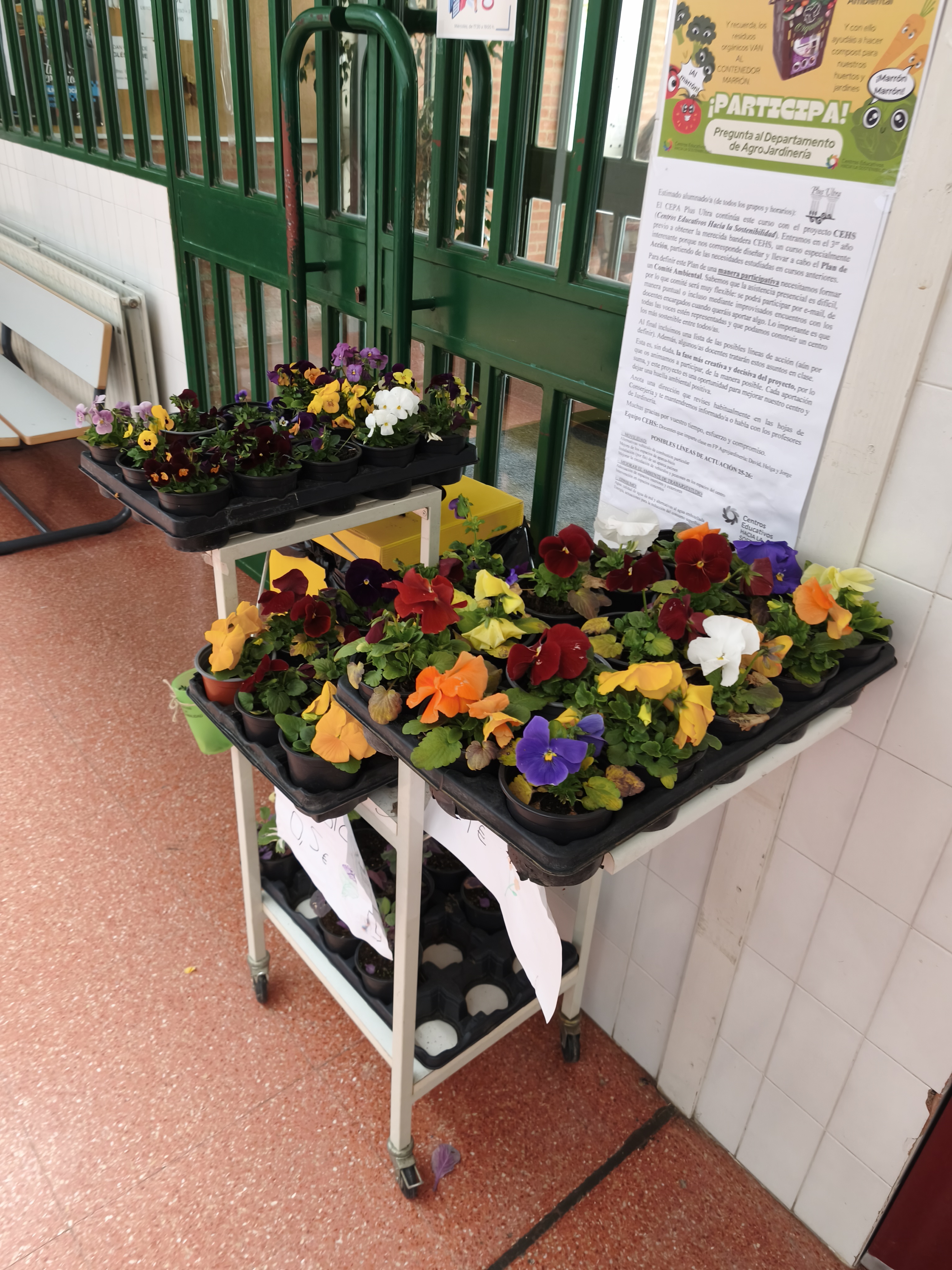 venta flores