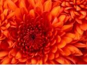 Chrysanthemum