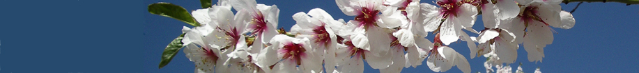 almendro en floracion blanca. This link will open in a pop-up window.