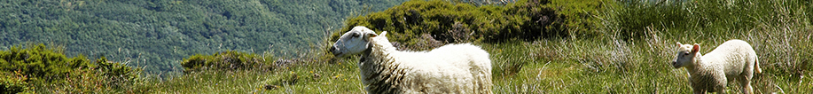 ganadería ovejas ovino agricultura