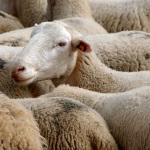 Ovejas