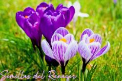 SEMILLAS DEL RENACER