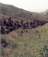 escombrera después de la restauración