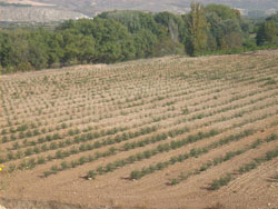 Uso agrícola de restauración