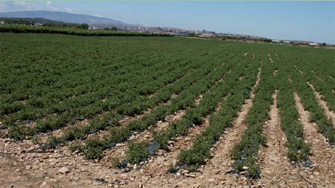 Restauración de terreno mediante la creación de cultivo